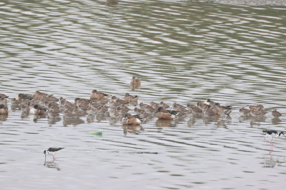 Canard souchet - ML611023194