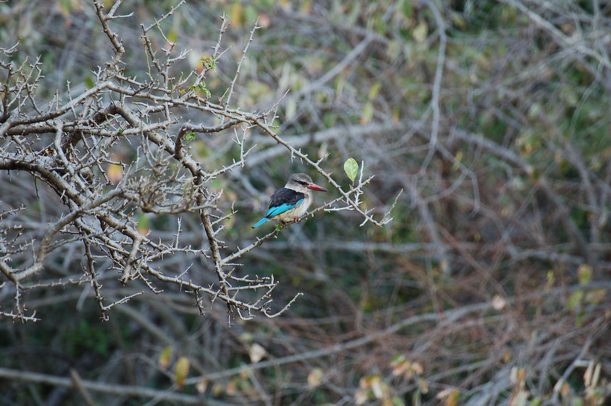 Brown-hooded Kingfisher - Matthew Dickerson