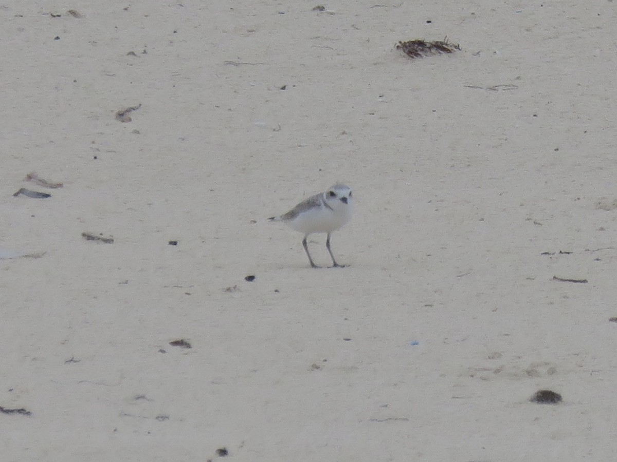 Snowy Plover - ML611023281