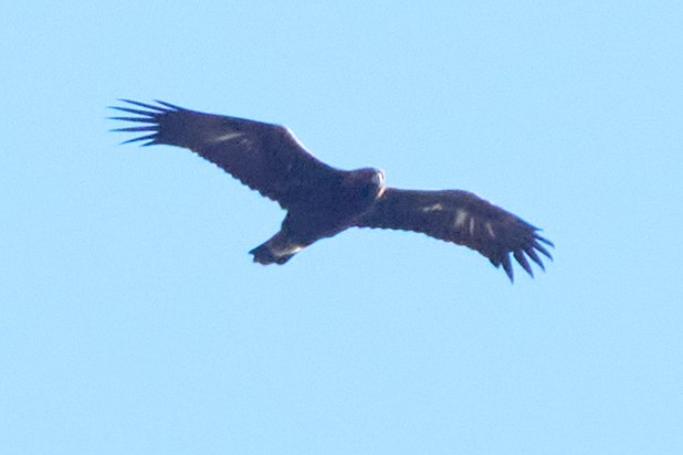 Steinadler - ML611023324
