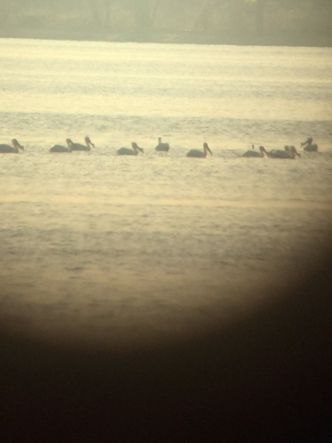 American White Pelican - ML611023482