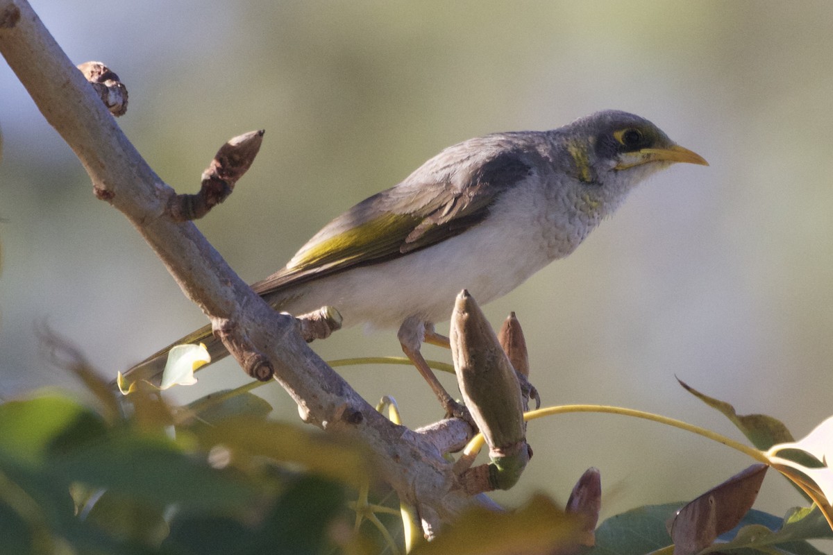 Yellow-throated Miner - Joe Donaldson