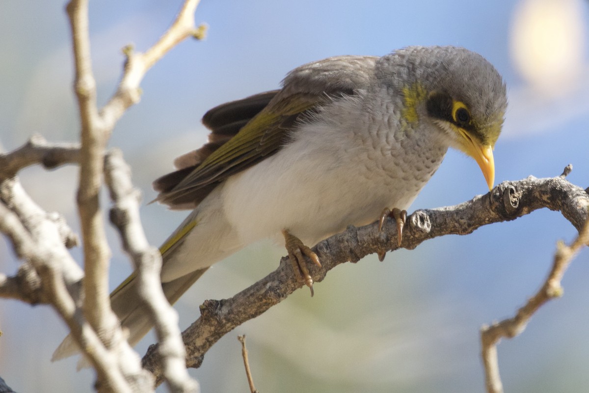 Yellow-throated Miner - Joe Donaldson