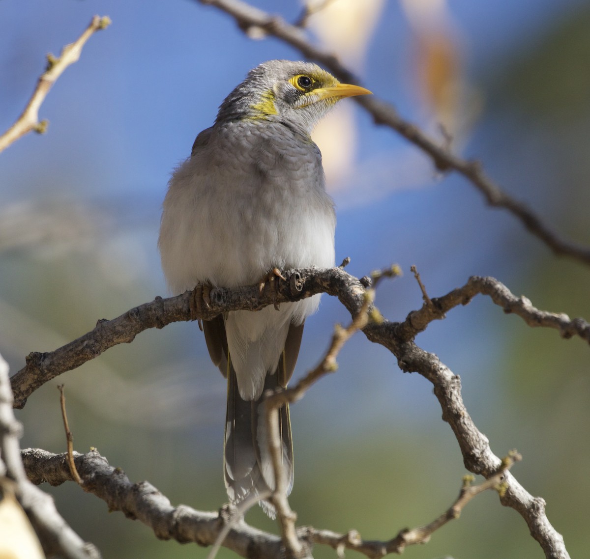 Yellow-throated Miner - Joe Donaldson