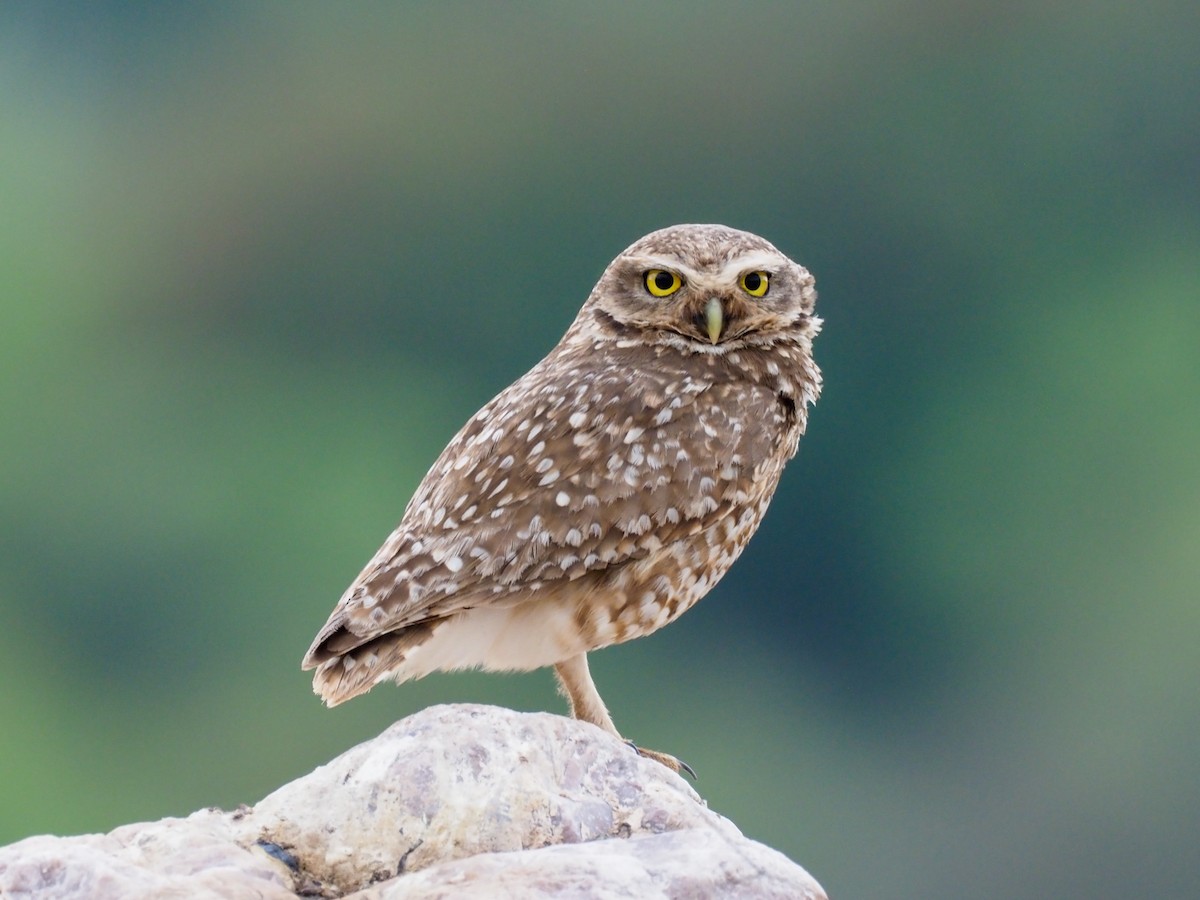 Burrowing Owl - ML611023536