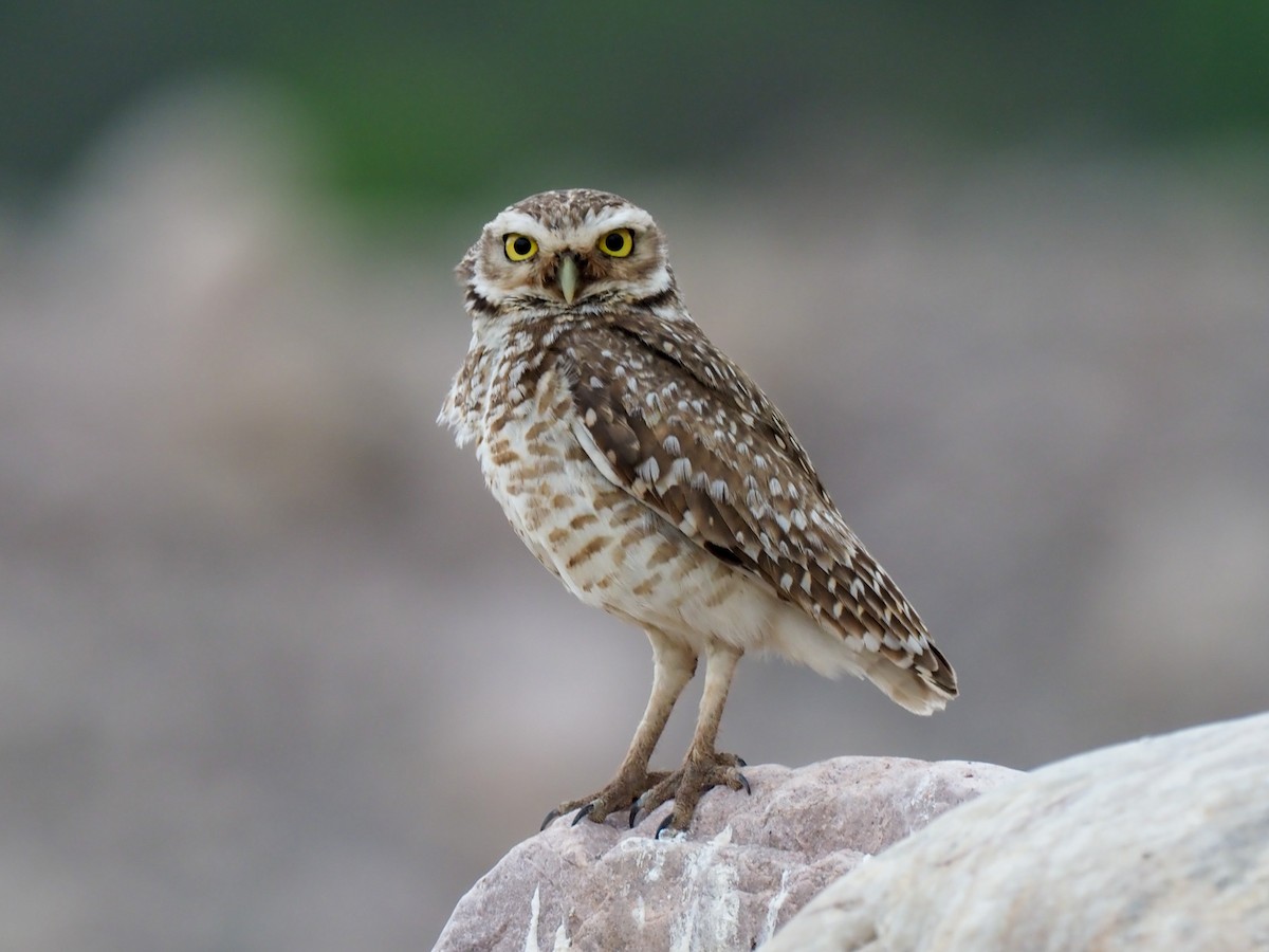 Burrowing Owl - ML611023537