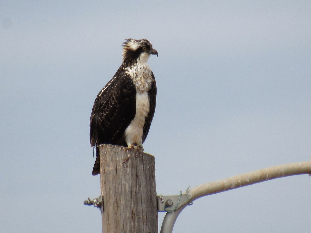 Falco pescatore - ML611023597