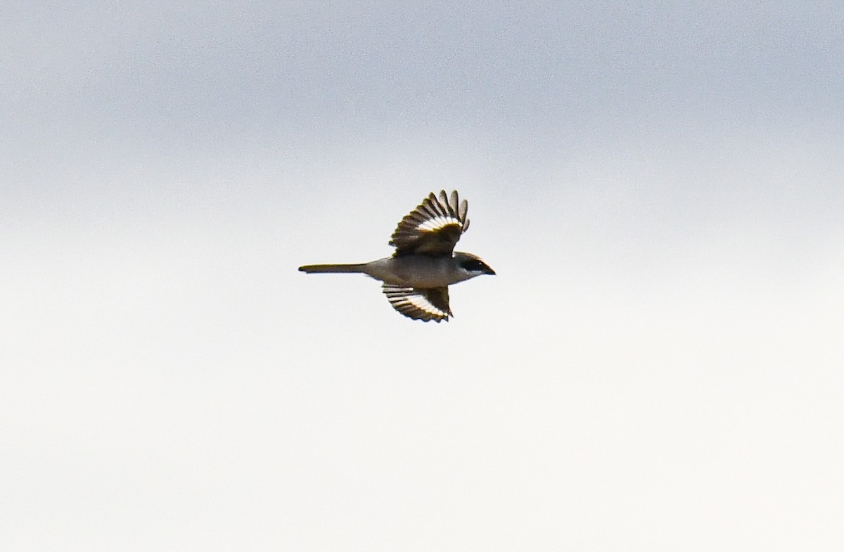 Loggerhead Shrike - ML611023608