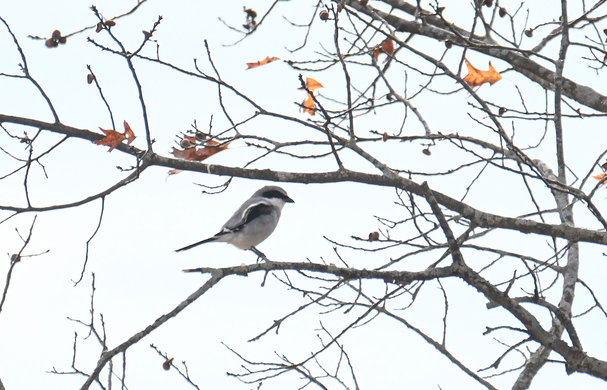 Loggerhead Shrike - ML611023609