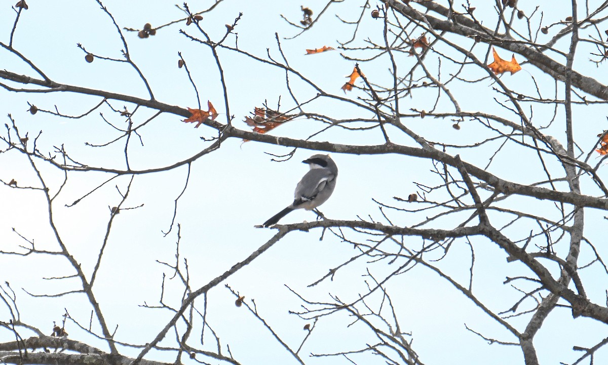 Loggerhead Shrike - ML611023611