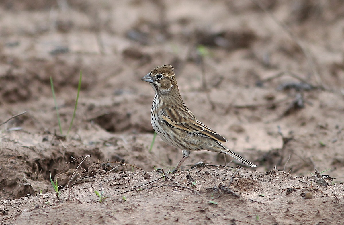 Lark Bunting - ML611023667