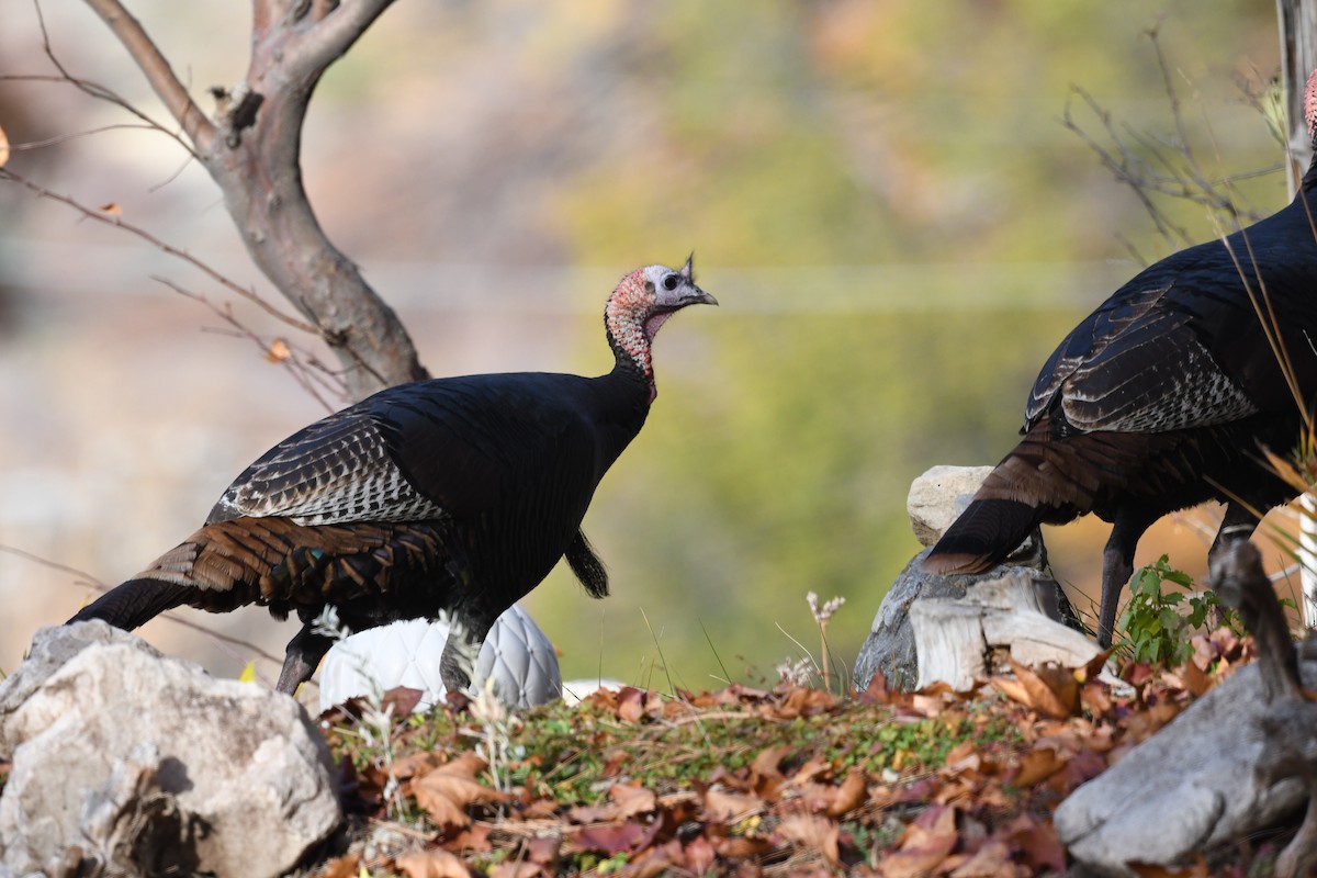 Wild Turkey - Jeffrey Torruellas