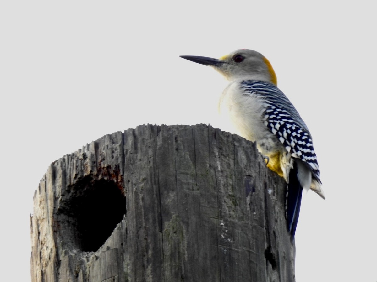 Golden-fronted Woodpecker - Ariel Dunham