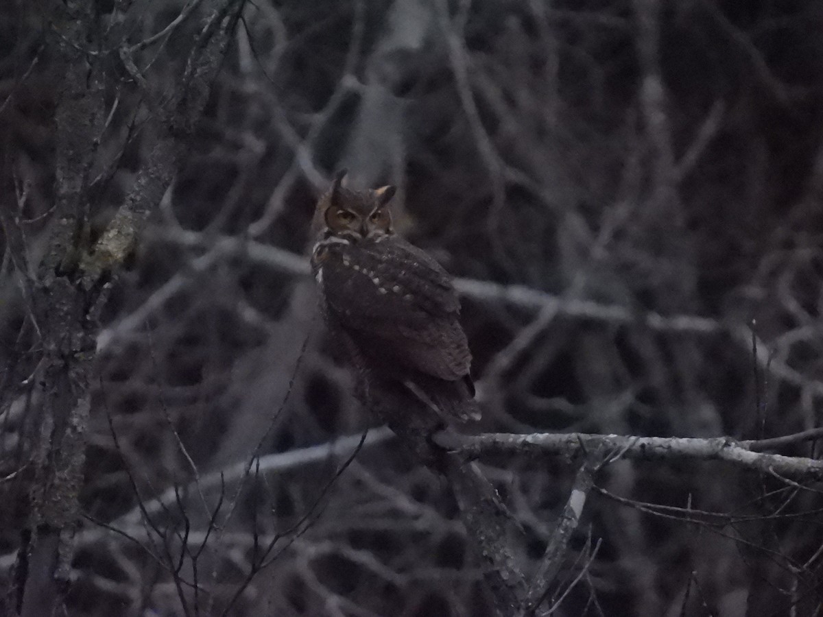 Great Horned Owl - ML611023856