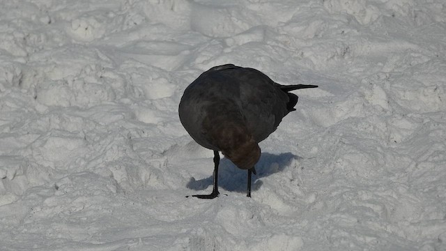 Goéland gris - ML611023876