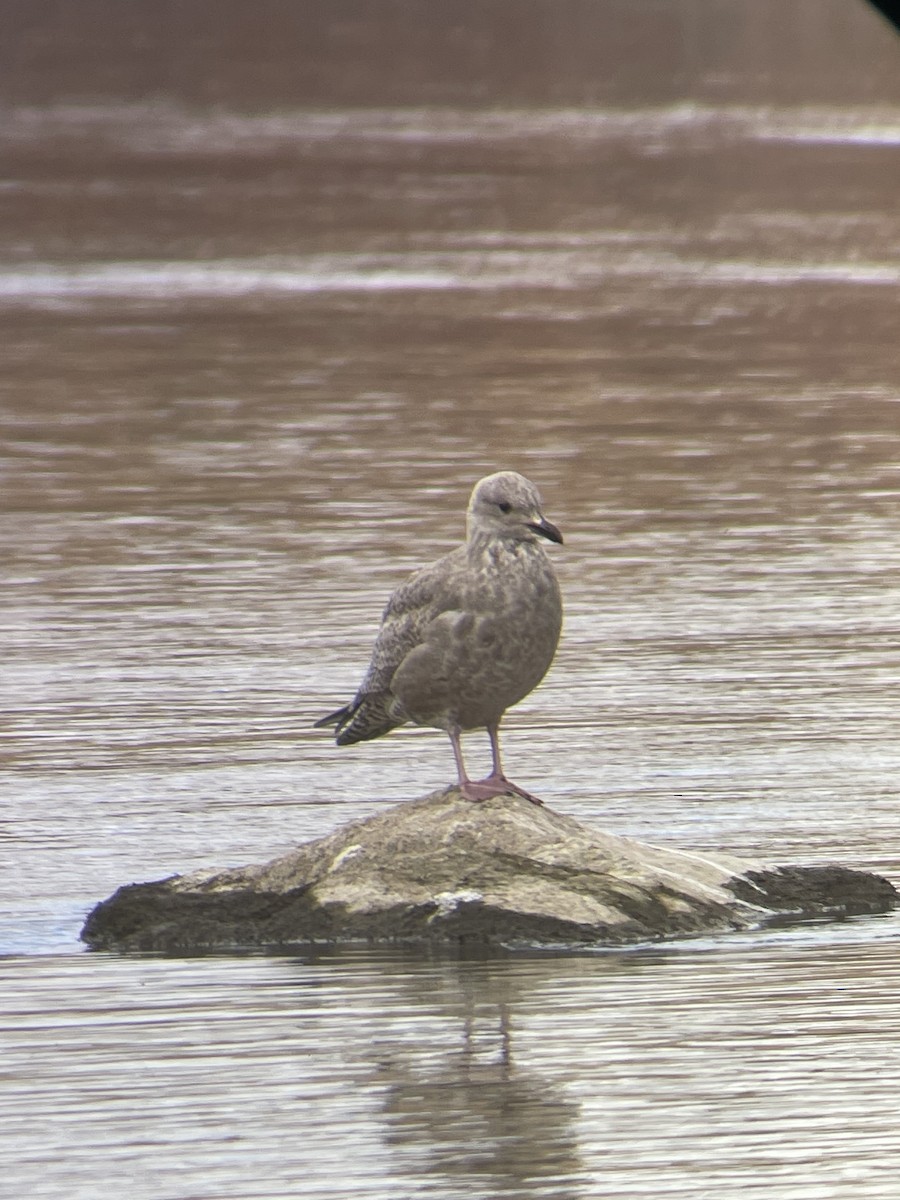 Gaviota Groenlandesa (thayeri) - ML611023880