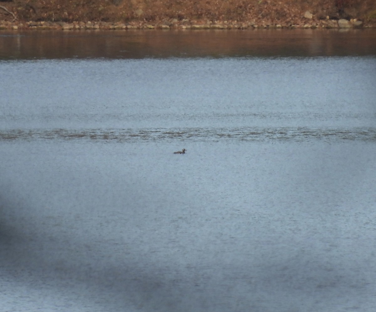 White-winged Scoter - ML611023960