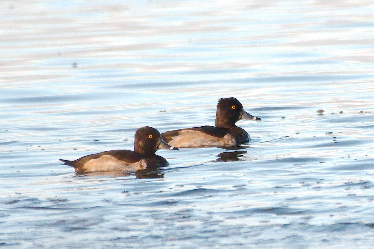 Ring-necked Duck - ML611023972