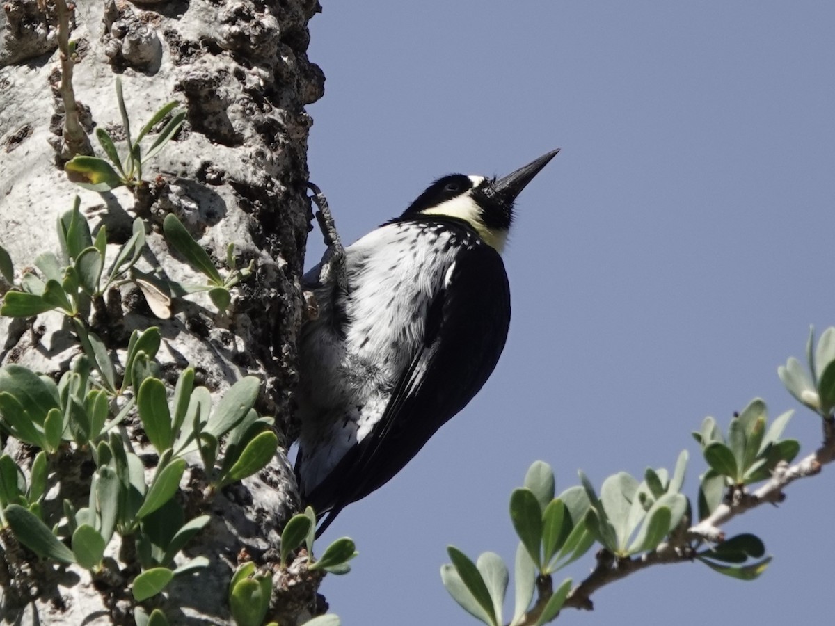 Acorn Woodpecker - ML611023985