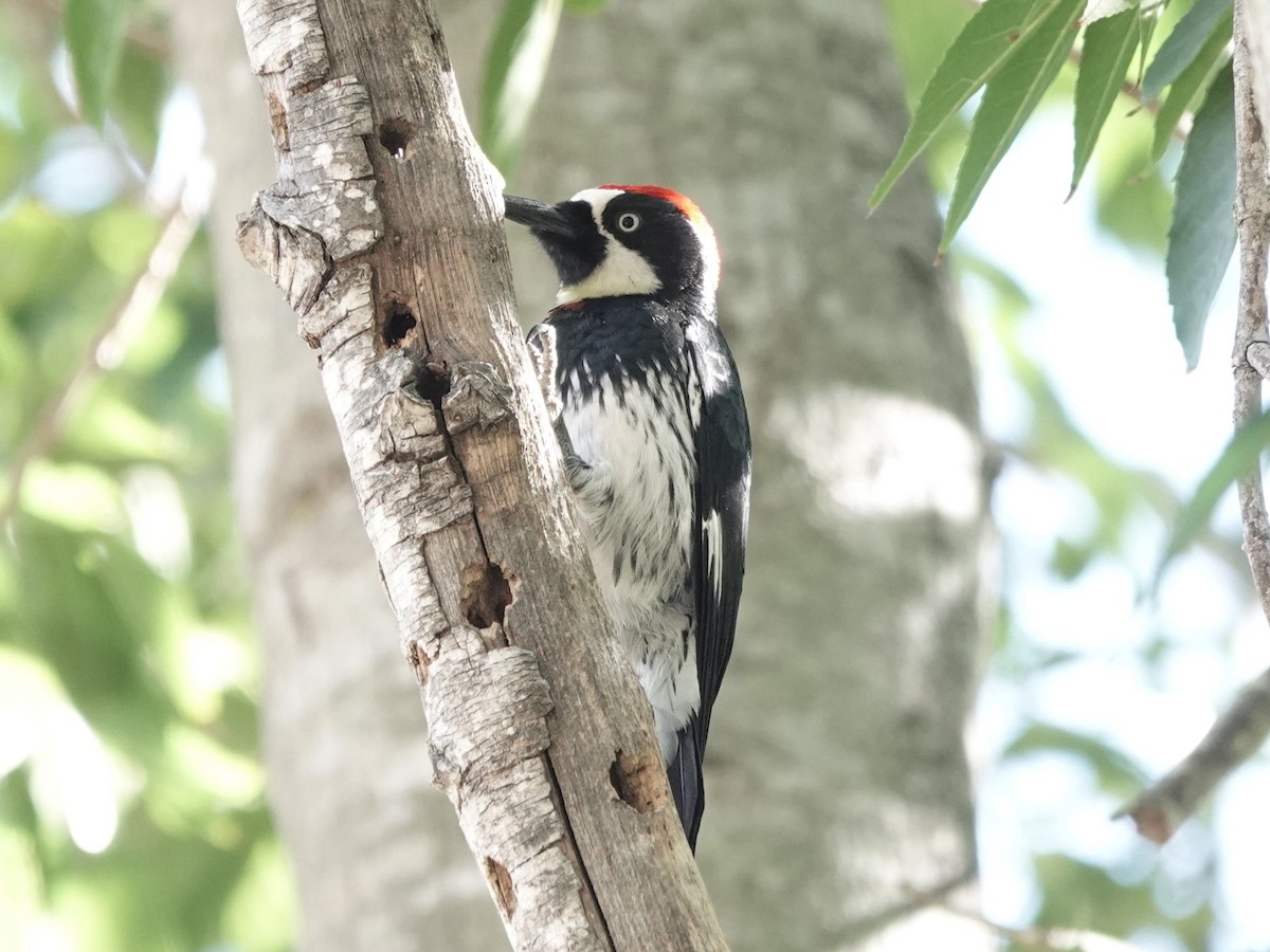 Acorn Woodpecker - ML611023986