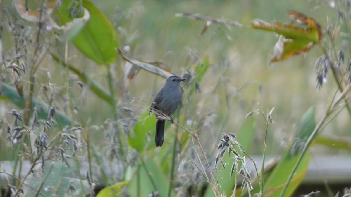 Gray Catbird - ML611024011