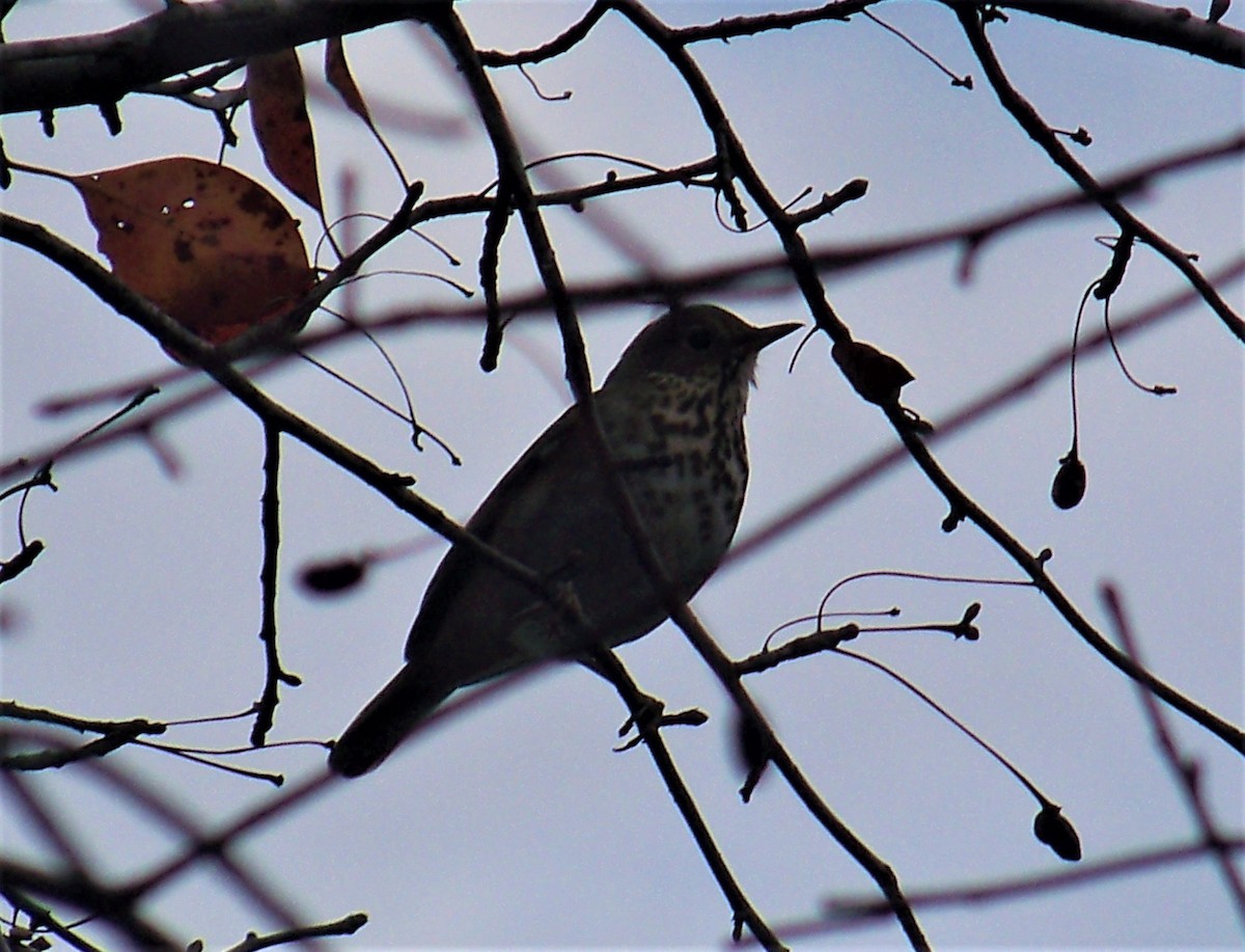 Hermit Thrush - ML611024012