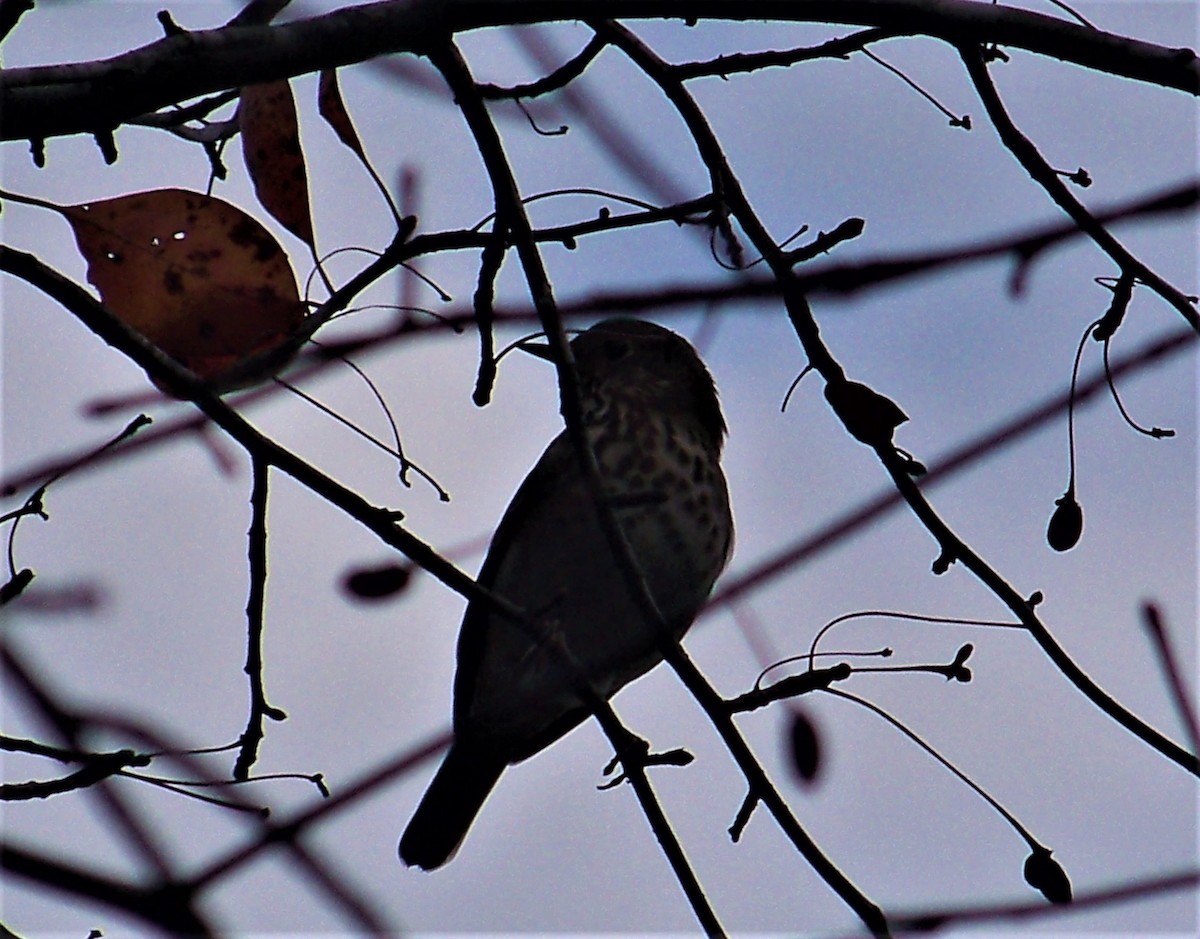 Hermit Thrush - ML611024016