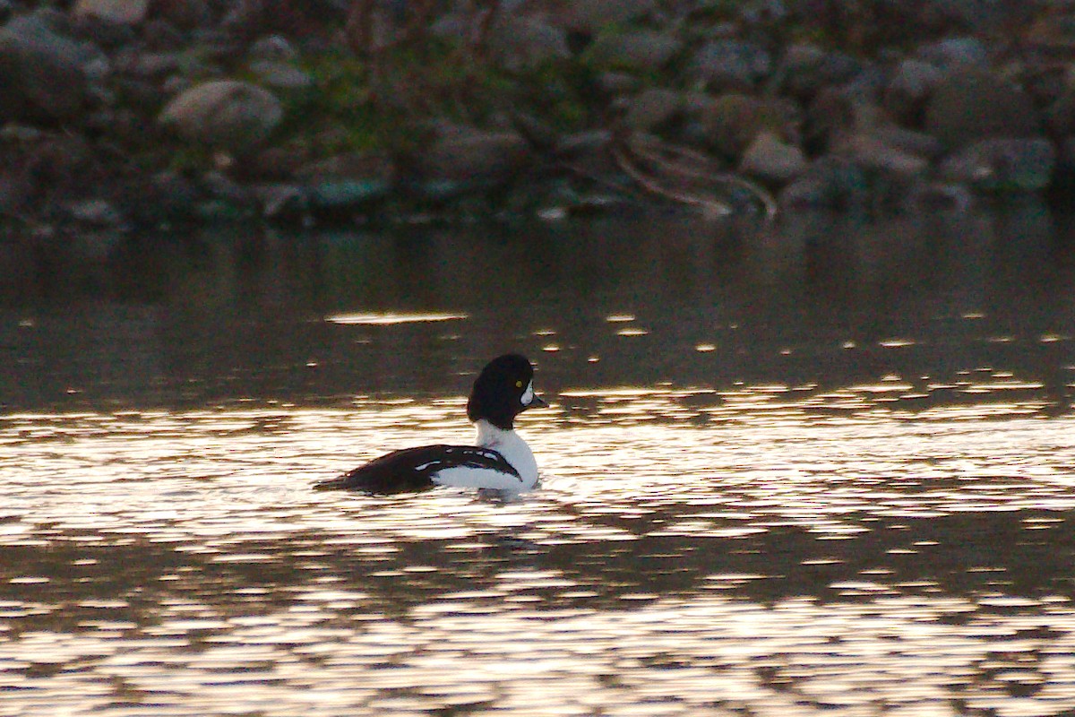 Barrow's Goldeneye - ML611024019