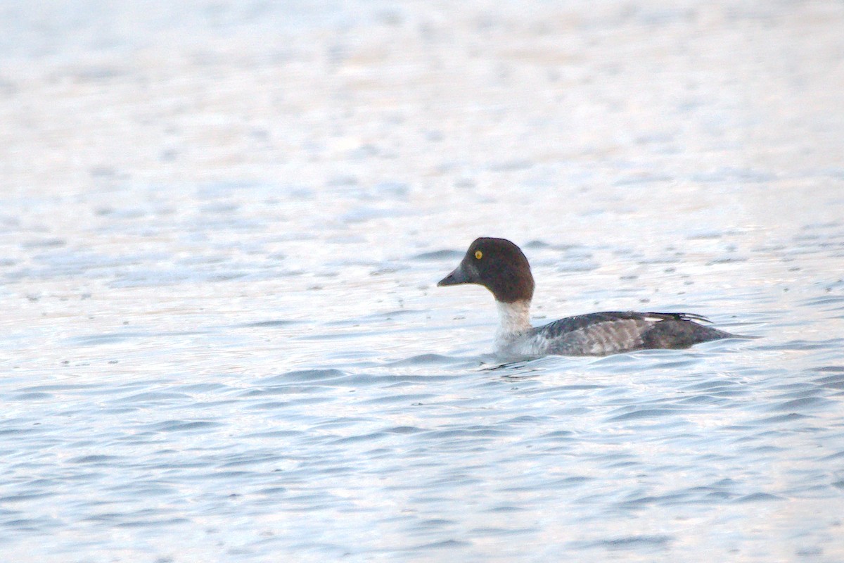 Barrow's Goldeneye - ML611024021