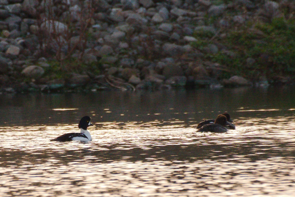 Barrow's Goldeneye - ML611024022