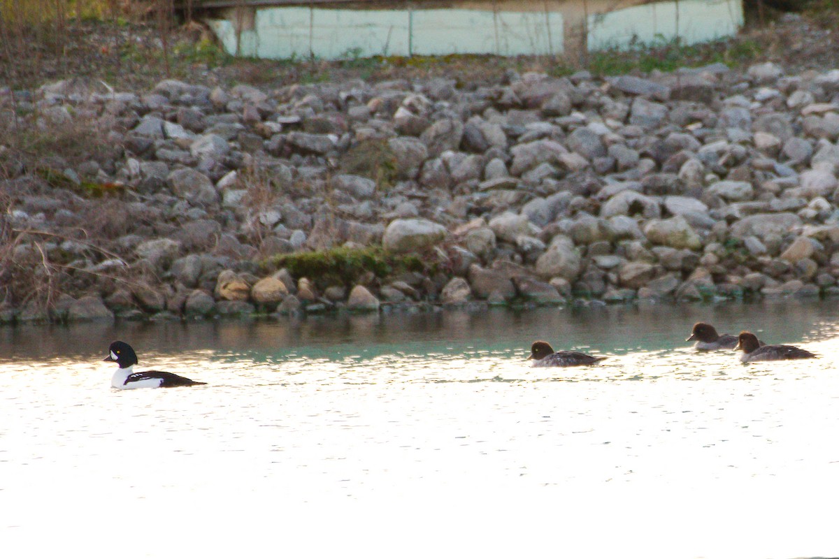 Barrow's Goldeneye - ML611024023