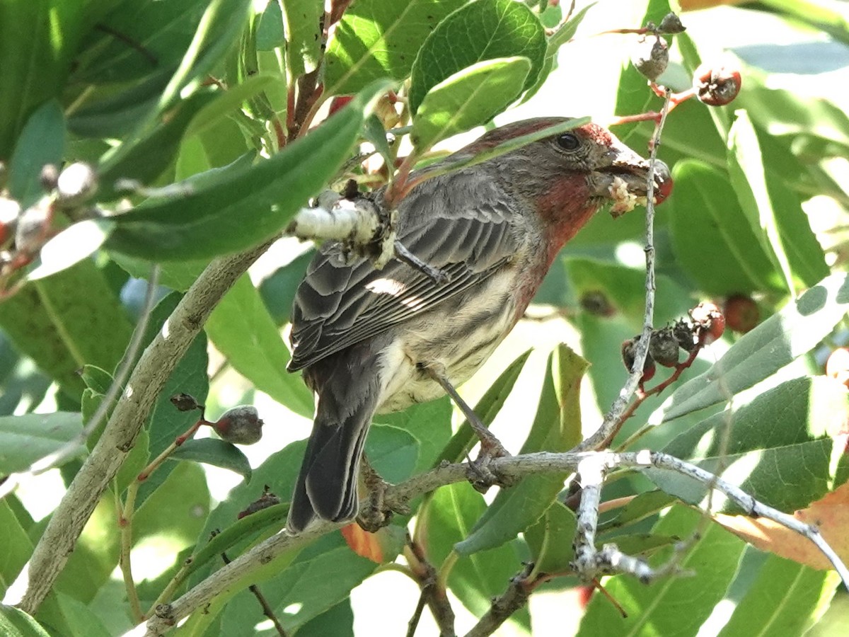 House Finch - ML611024029