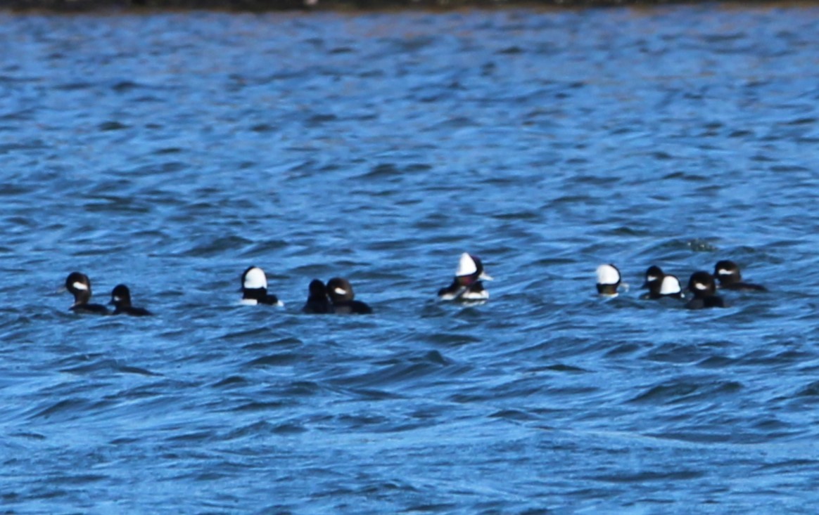 Bufflehead - ML611024061