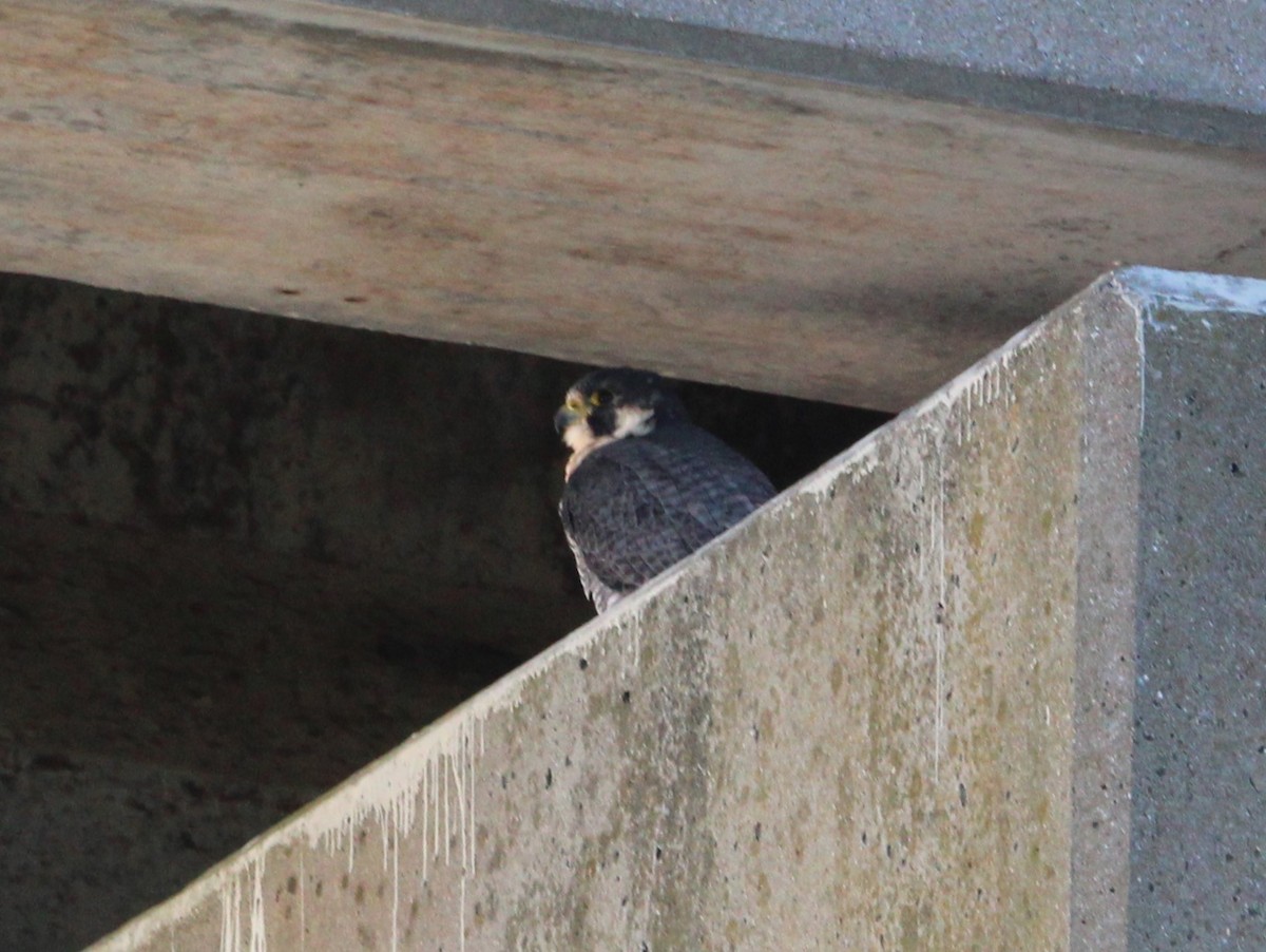 Peregrine Falcon - ML611024084