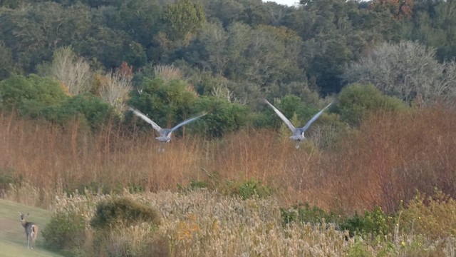 Sandhill Crane - ML611024146