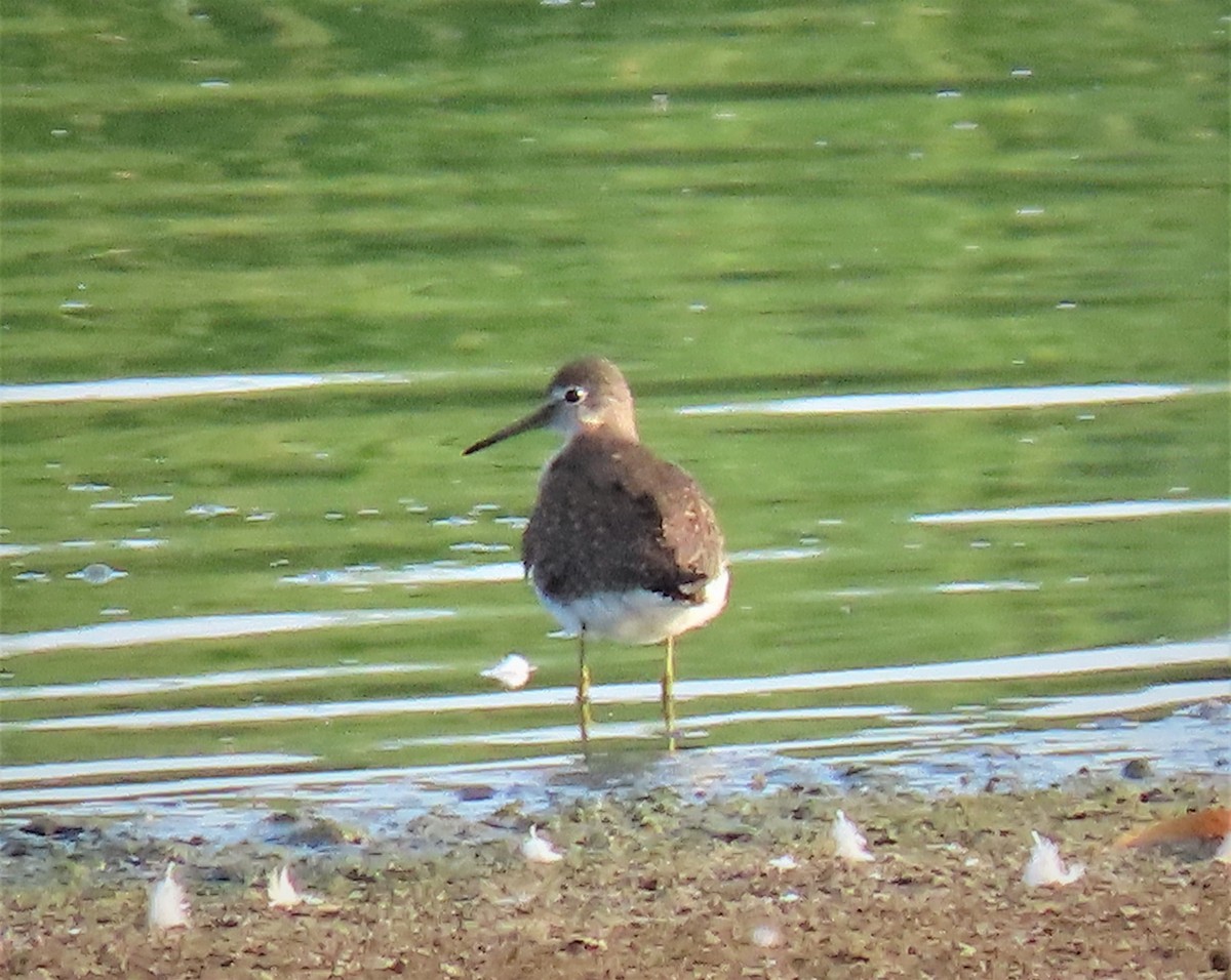 Greater Yellowlegs - Sandy Winkler