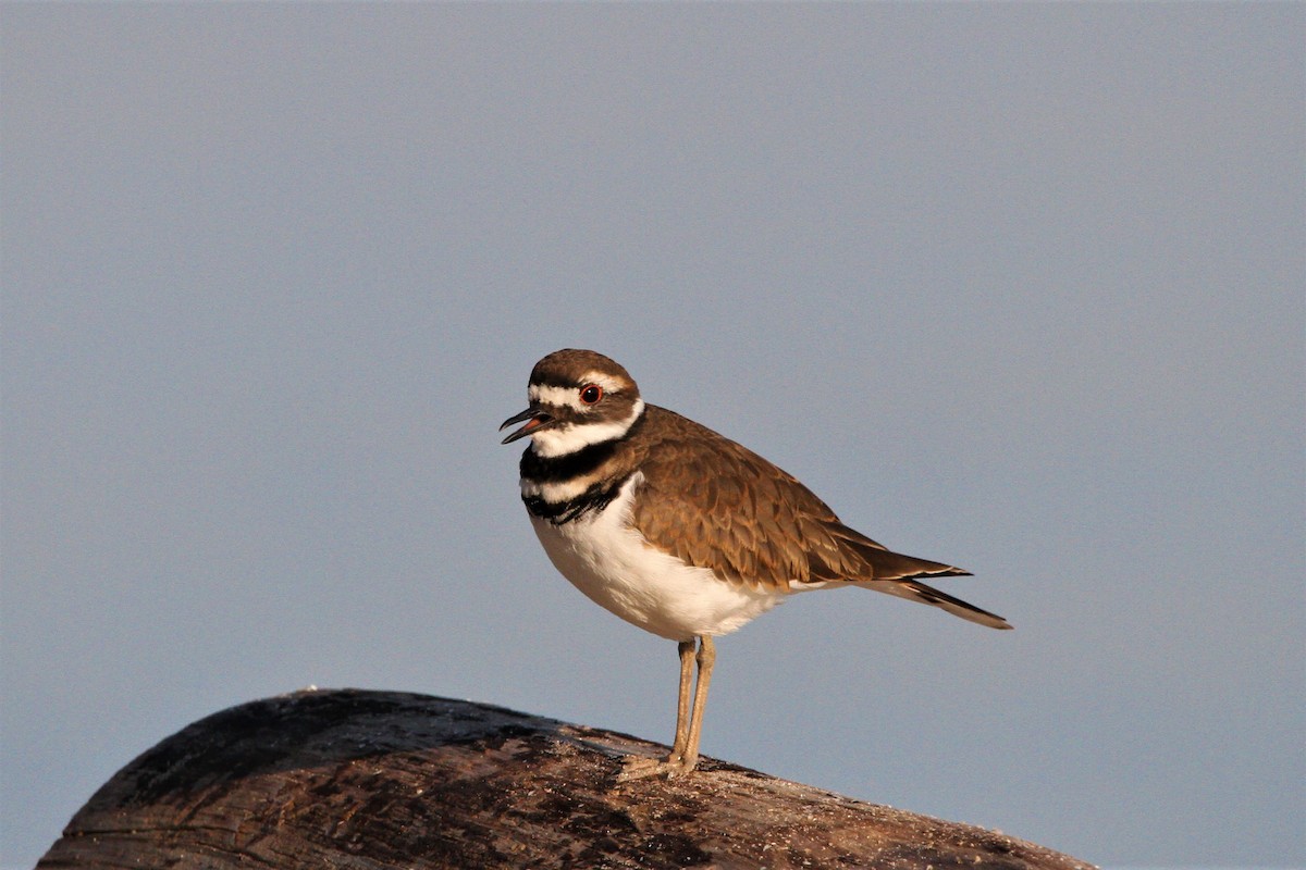 Killdeer - ML611024416