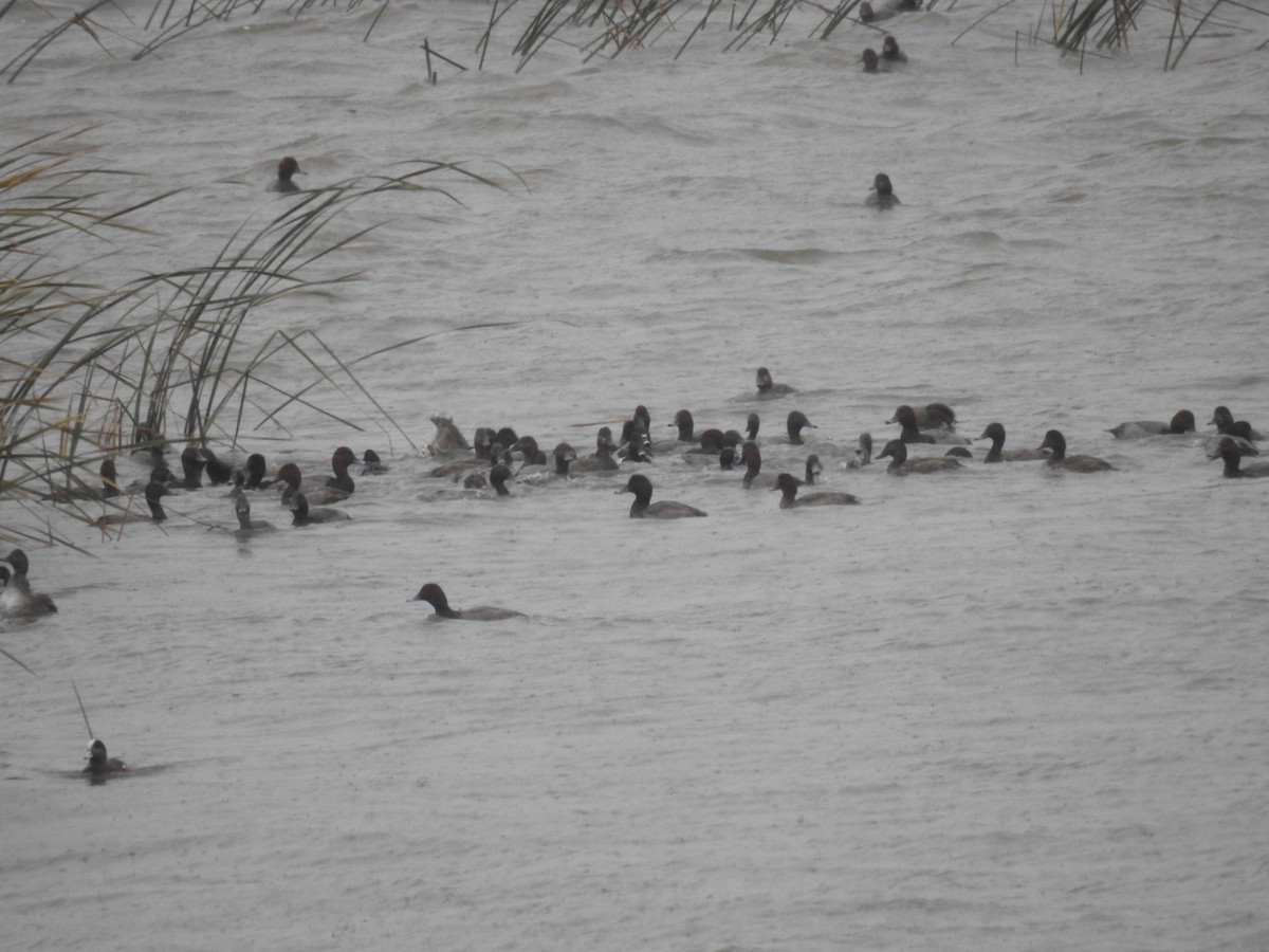 Ring-necked Duck - Alec Napier