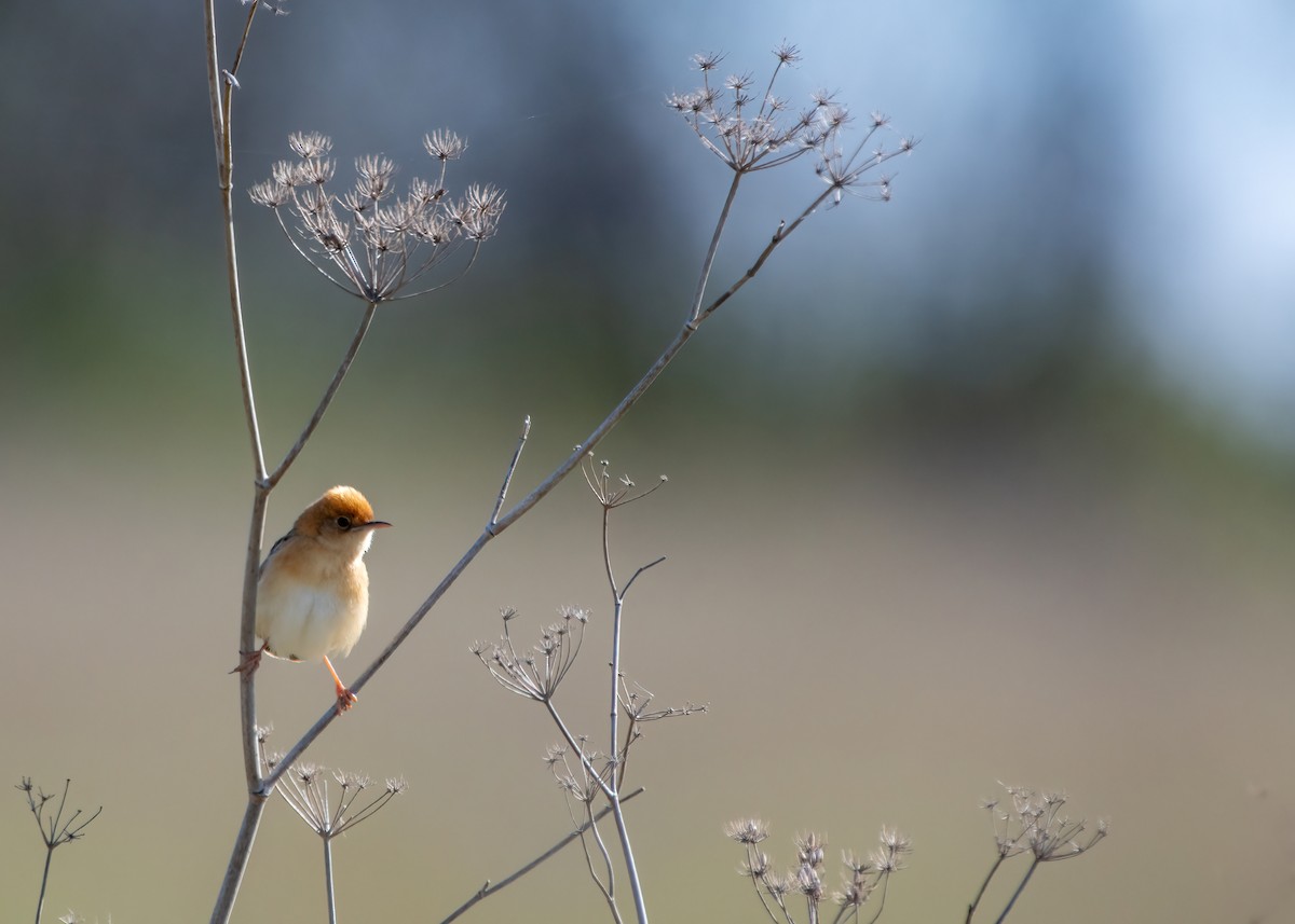 Golden-headed Cisticola - ML611024440