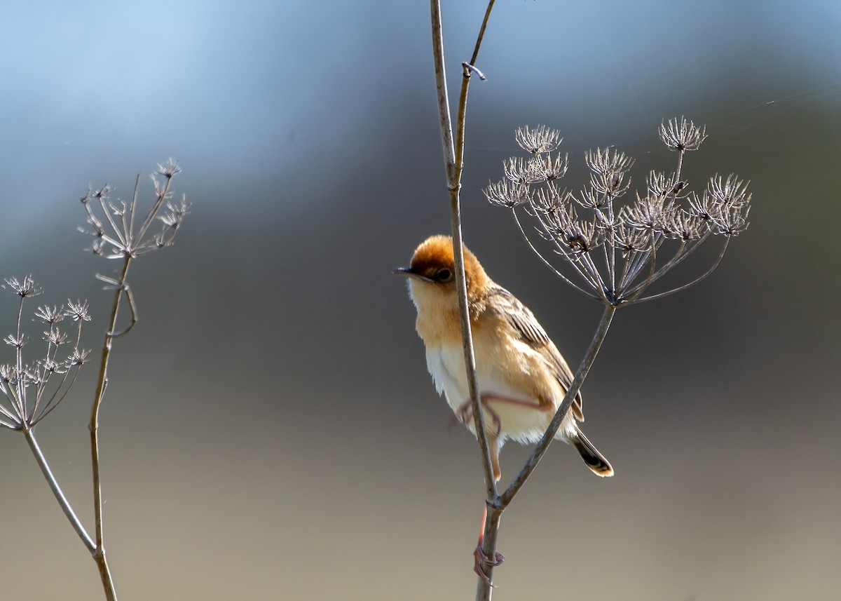 Golden-headed Cisticola - ML611024444
