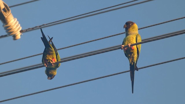 Conure nanday - ML611024481