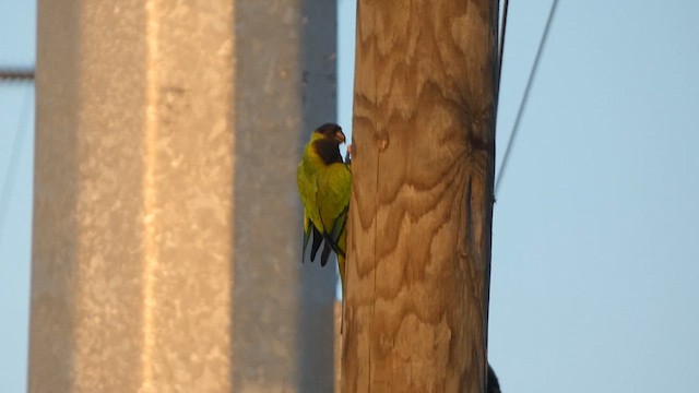 Nanday Parakeet - ML611024482