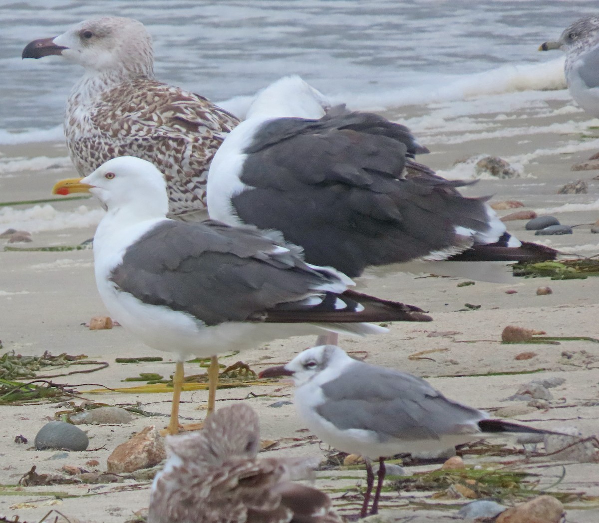 Gaviota Sombría - ML611024539