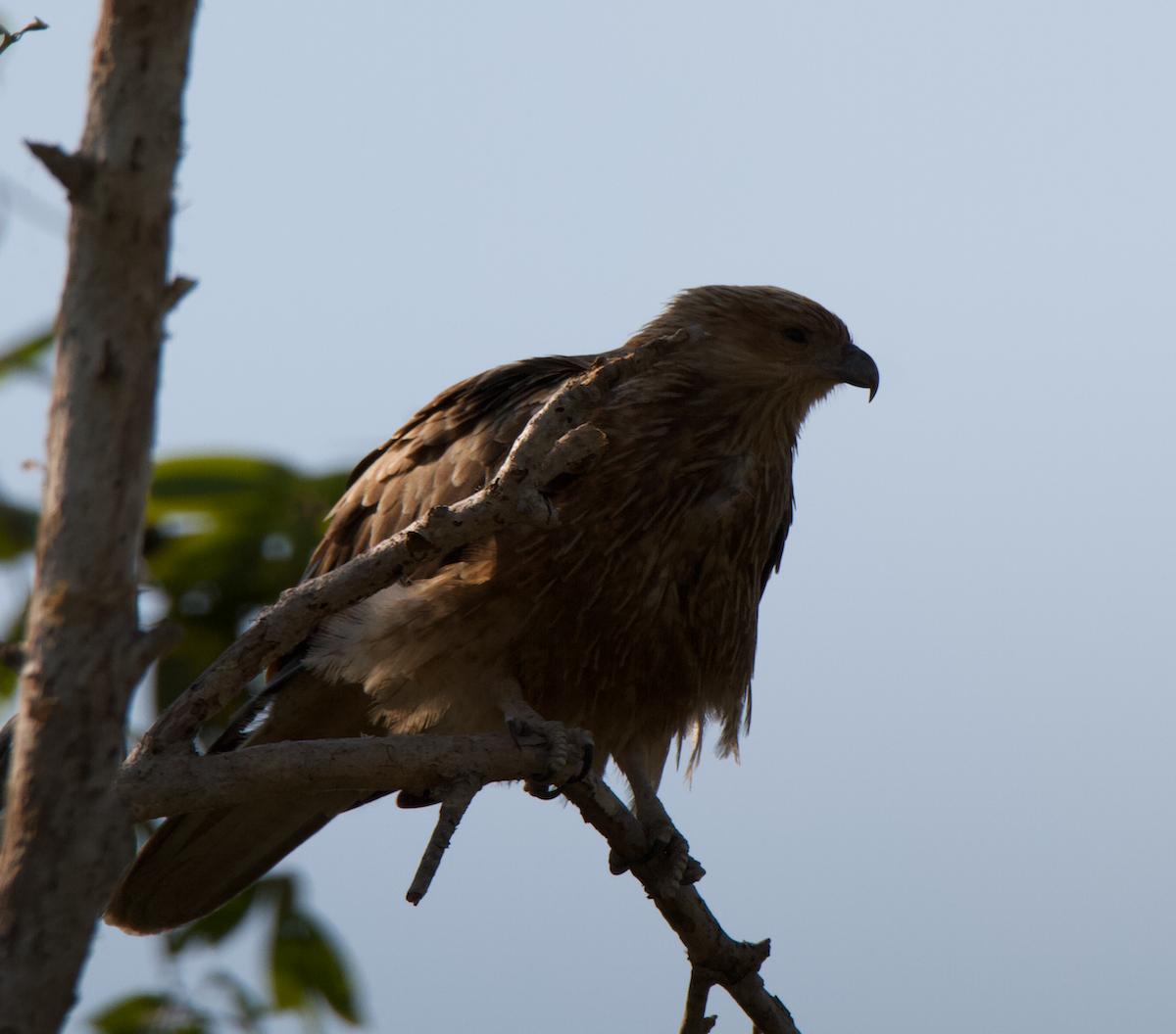 Black Kite - ML611024540