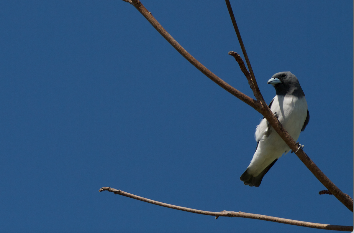 White-breasted Woodswallow - ML611024559