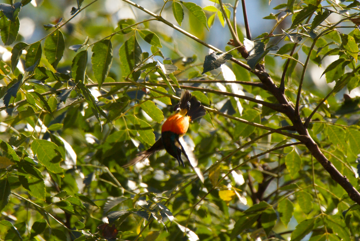 Flame-breasted Sunbird - ML611024566