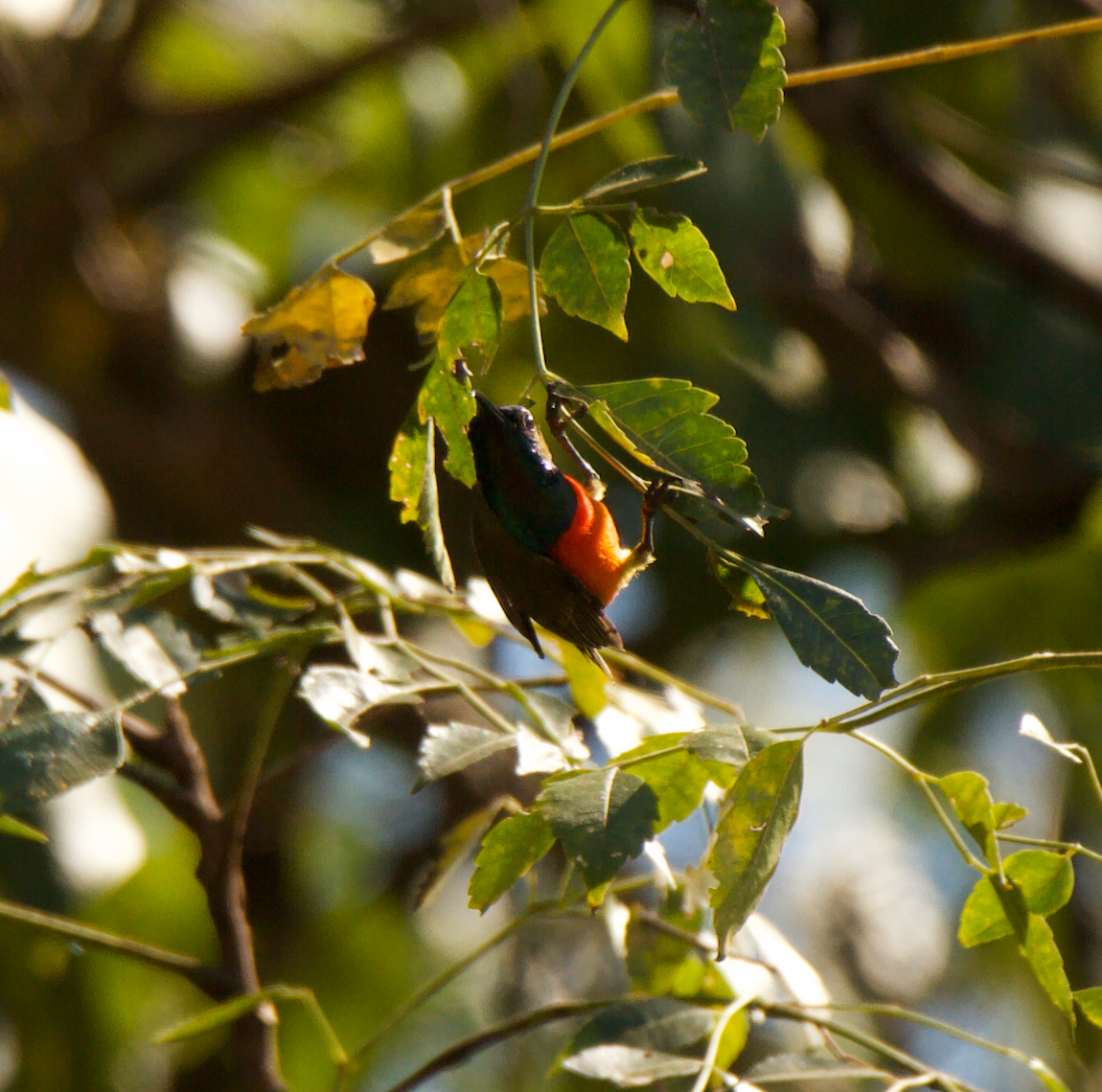 Flame-breasted Sunbird - ML611024567