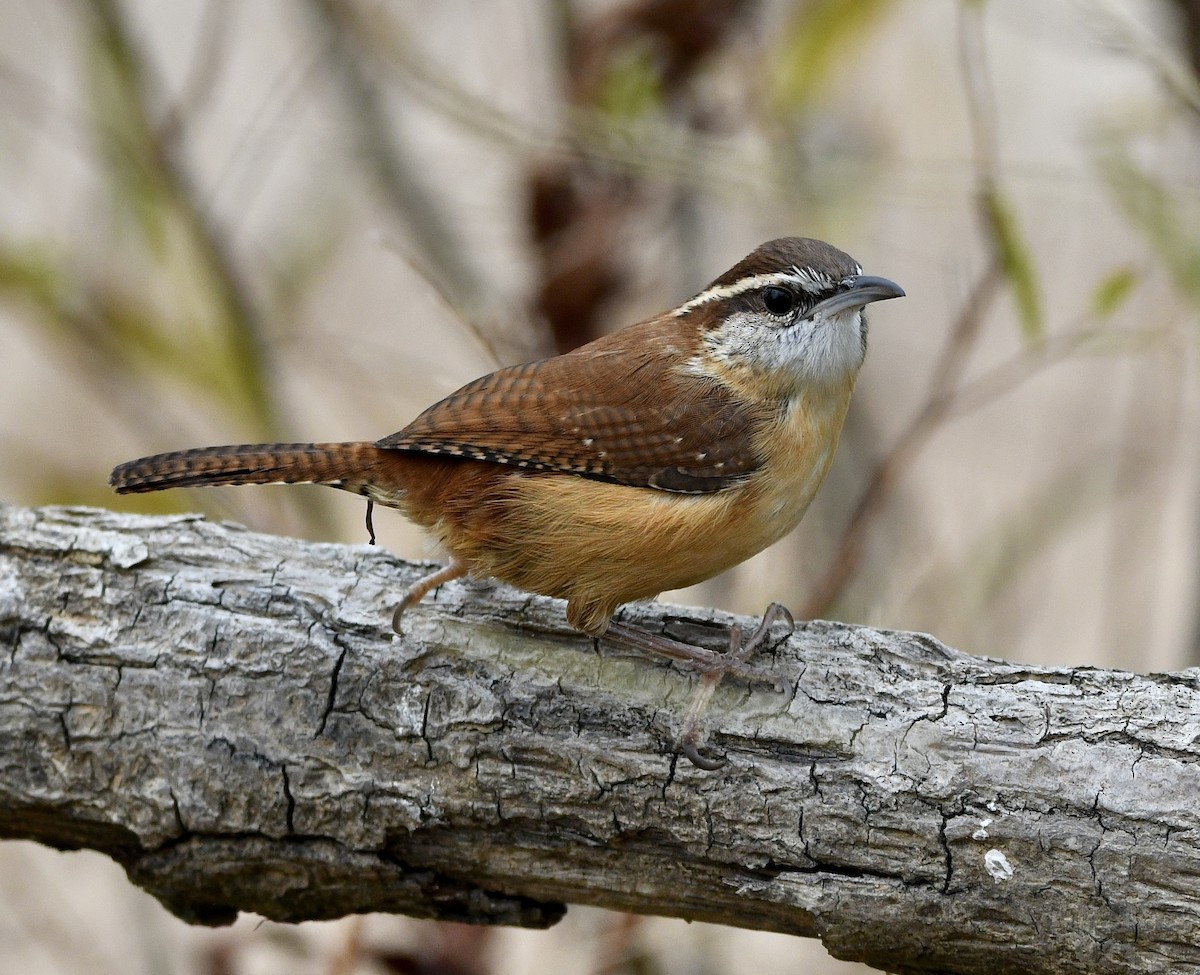 Carolina Wren - Claudia Nielson