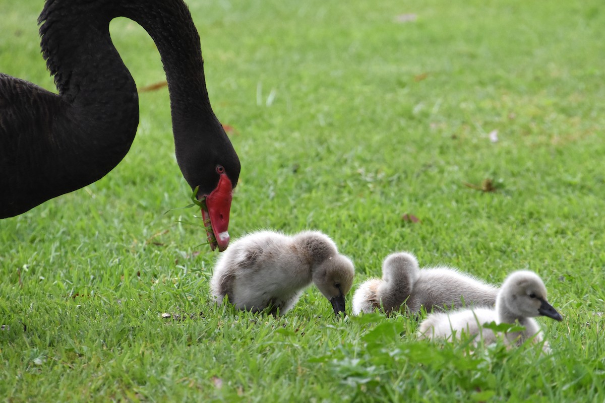 Black Swan - ML611024612