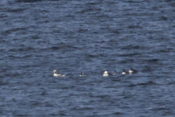 Long-tailed Duck - ML611024616